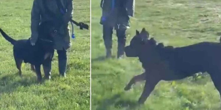 Tout le monde évitait son chien