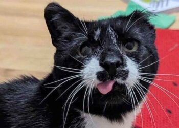 chat a perdu une oreille, mais pas la volonté de vivre