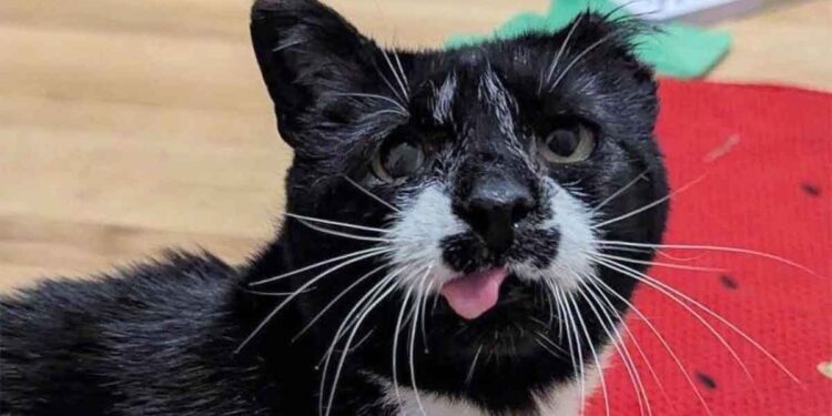 chat a perdu une oreille, mais pas la volonté de vivre