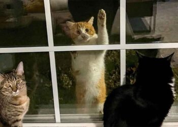 chat sans abri regardé fenêtre vu chats intérieur