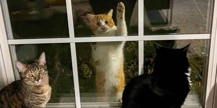 chat sans abri regardé fenêtre vu chats intérieur