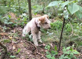 chien condamné à mort au milieu de la forêt