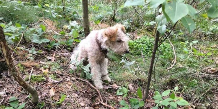 Un chien condamné à mort au milieu de la forêt. Quelqu'un l'a enchaîné à un arbre. Il a été sauvé par un fonctionnaire 1 chien condamné à mort au milieu de la forêt