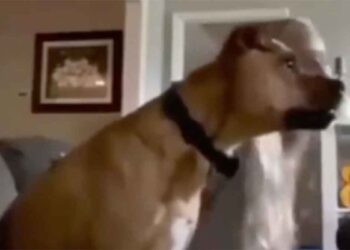 chien qui regarde le football