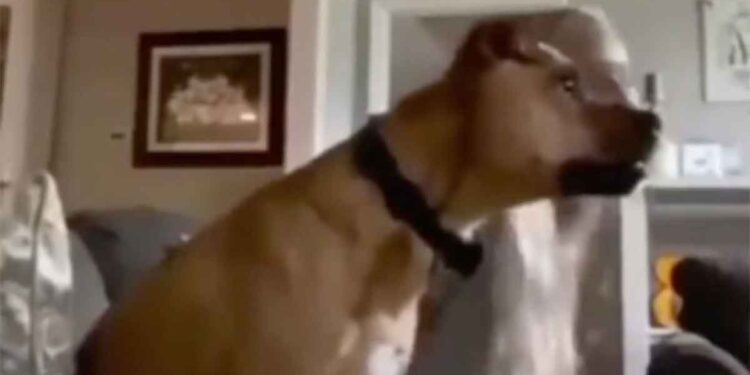 Ce chien qui regarde le football et célèbre un but est la meilleure chose que vous verrez aujourd'hui 1 chien qui regarde le football