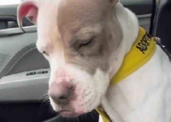 chienne réalise retourne refuge après une journée extérieur