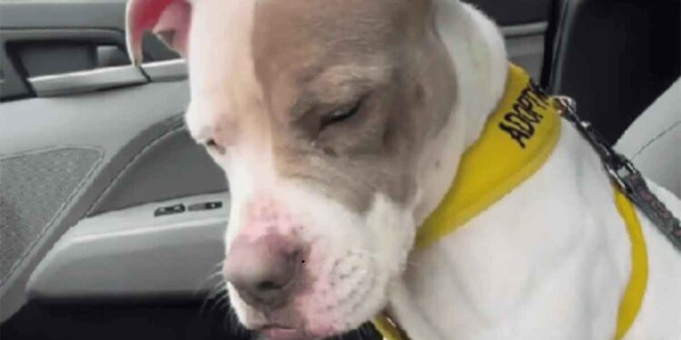 chienne réalise retourne refuge après une journée extérieur