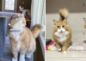 femme venue refuge adopter chat tournure