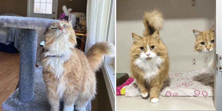 femme venue refuge adopter chat tournure