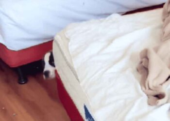 montré invités laissé chambre motel