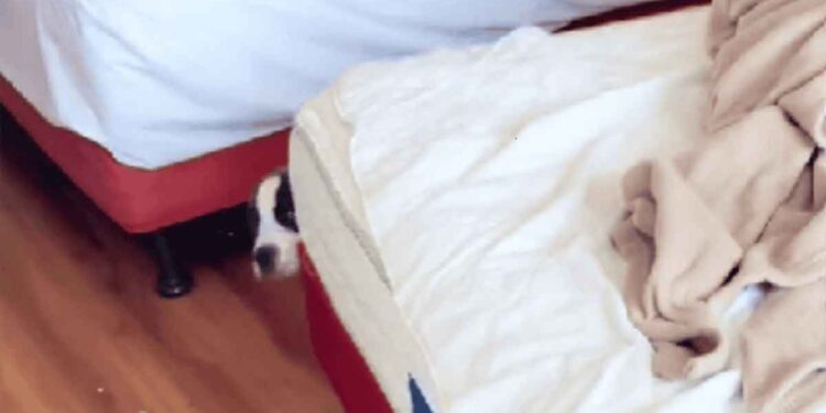 montré invités laissé chambre motel