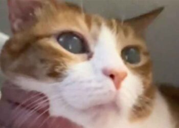 yeux du chat devinrent soudain brumeux