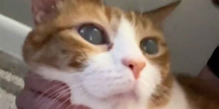 yeux du chat devinrent soudain brumeux