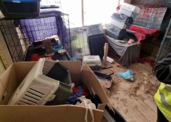 Ils étaient censés aider les animaux