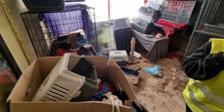 Ils étaient censés aider les animaux