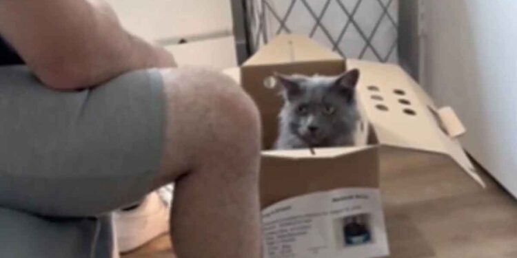 Ils se sont rendus au refuge pour adopter un chaton