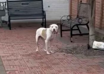 La réaction du chien face aux sauveteurs en dit long. Plus tard, le destin l'a encore plus surpris