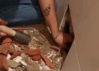 Le chat reste coincé dans le mur pendant la construction