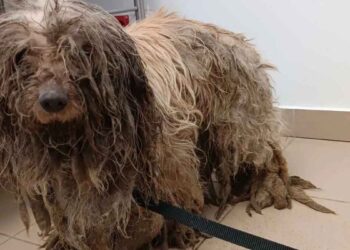 Ce qui est arrivé à ce chien était cruel