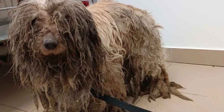 Ce qui est arrivé à ce chien était cruel