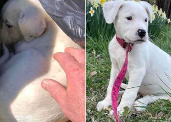 Un homme a trouvé une boule blanche dans le sac poubelle