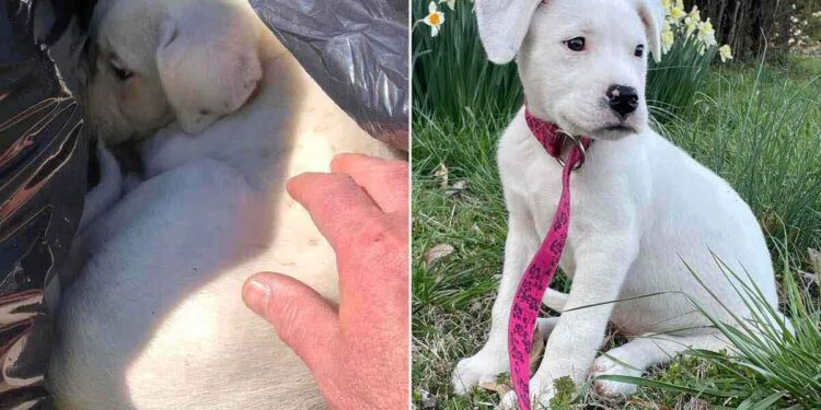 Un homme a trouvé une boule blanche dans le sac poubelle