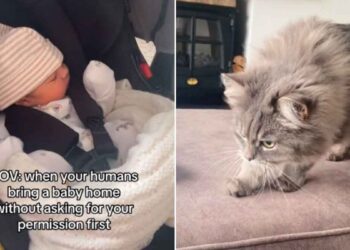 chat voit un nouveau-né pour la première fois