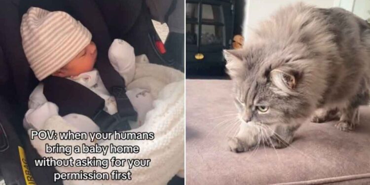 chat voit un nouveau-né pour la première fois