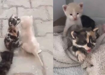 chatons ont été abandonnés par leur mère