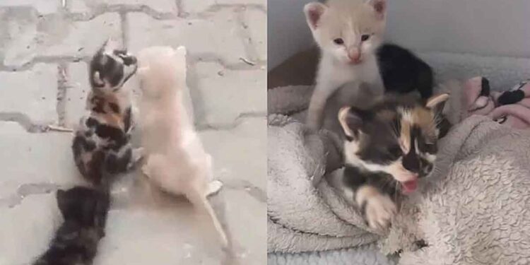 Les chatons ont été abandonnés par leur mère, la couleur du plus petit est un phénomène. Ils étaient terrifiés, c'était leur destin 1 chatons ont été abandonnés par leur mère