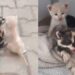 chatons ont été abandonnés par leur mère