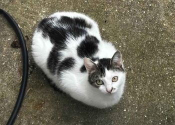 chatte cherchait un endroit sûr pour mettre bas