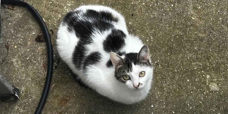 La chatte cherchait un endroit sûr pour mettre bas. Ce qu’elle a fait ensuite a laissé tout le monde sans voix 1 chatte cherchait un endroit sûr pour mettre bas