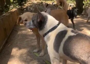 chien a passé 15 ans enfermé dans une cage