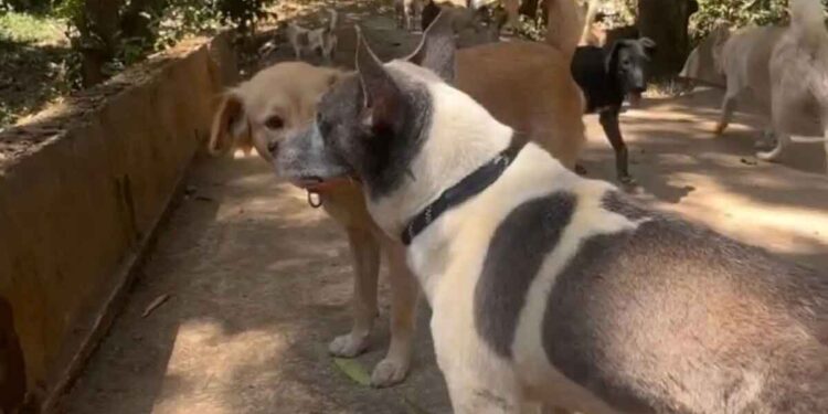 Le chien a passé 15 ans enfermé dans une cage. Ce jour-là, il a vu le soleil pour la première fois 1 chien a passé 15 ans enfermé dans une cage