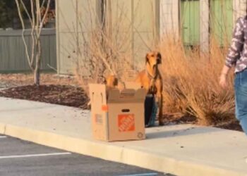 chienne abandonnée au parking du refuge