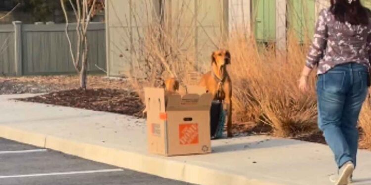 La chienne abandonnée au parking du refuge n'était pas seule. De petits yeux brillaient à proximité 1 chienne abandonnée au parking du refuge