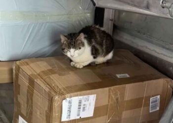 Le coursier a fait une découverte surprenante. Le chat faisait un voyage clandestin avec lui