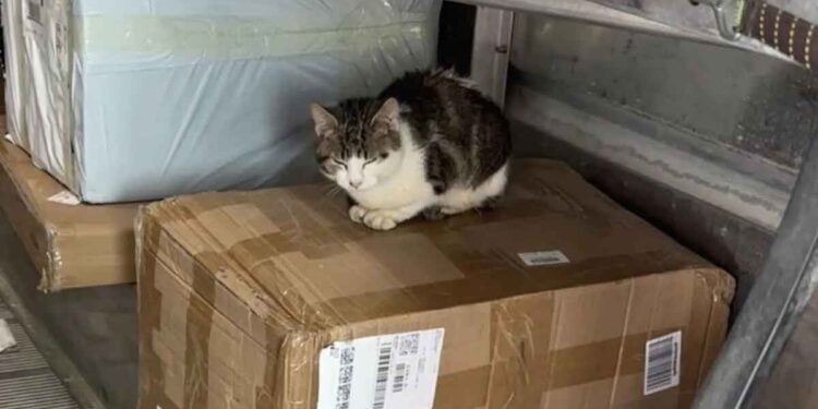 Le coursier a fait une découverte surprenante. Le chat faisait un voyage clandestin avec lui