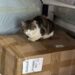 Le coursier a fait une découverte surprenante. Le chat faisait un voyage clandestin avec lui 2 Le coursier a fait une découverte surprenante. Le chat faisait un voyage clandestin avec lui