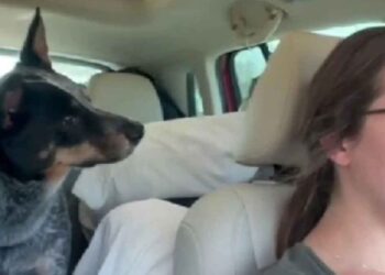 dit chien allait grands-parents réaction