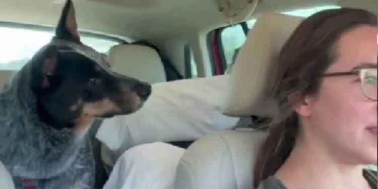 dit chien allait grands-parents réaction