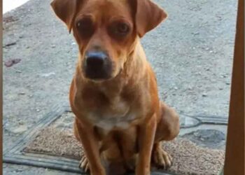 enterrement vie de garçon se transforme mission sauvetage chiots