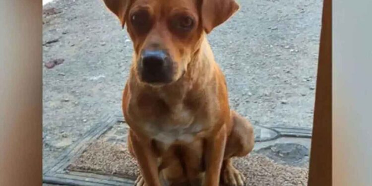 Un enterrement de vie de garçon se transforme en mission de sauvetage de chiots 1 enterrement vie de garçon se transforme mission sauvetage chiots