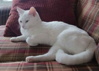 famille a adopté un chat qui a eu des difficultés dans un refuge