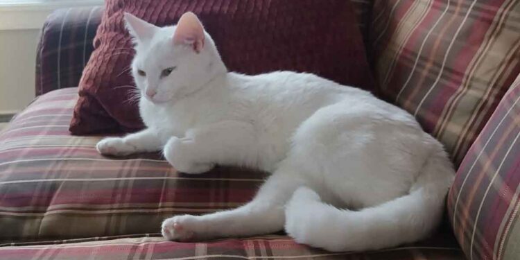 Une famille a adopté un chat qui a eu des difficultés dans un refuge. Ils ne savaient pas encore à quoi ils s'inscrivaient 1 famille a adopté un chat qui a eu des difficultés dans un refuge