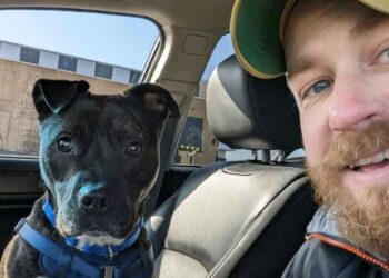 famille a rejeté Brutus à deux reprises