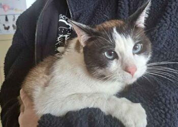 locataire a déménagé et les animaux sont restés