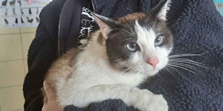 locataire a déménagé et les animaux sont restés