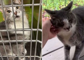 personnel refuge heureux chat trouvé un foyer Six mois retour